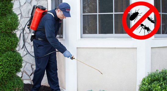 Çay Kene İlaçlama böcek ilaçlama ve haşere kontrolü — ilaclama-tr.com